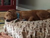 Stetson - ADOPTED 12.08.18