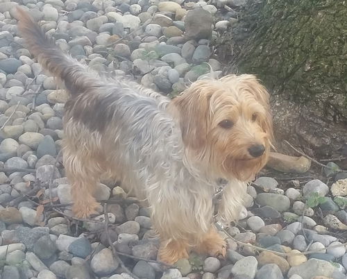 Fitz - ADOPTED 07.11.17