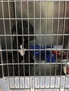 Ir Litter Malcolm - ADOPTED 07.31.17
