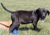 Ir Litter Malcolm - ADOPTED 07.31.17