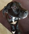 Ir Litter Malcolm - ADOPTED 07.31.17