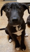 Ir Litter Malcolm - ADOPTED 07.31.17