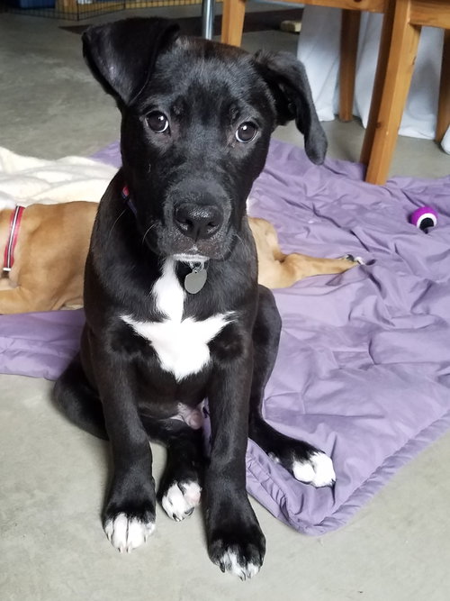 Ir Litter Malcolm - ADOPTED 07.31.17