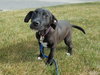 Ir Litter Malcolm - ADOPTED 07.31.17