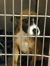 Ir Litter Miley - ADOPTED 07.26.17