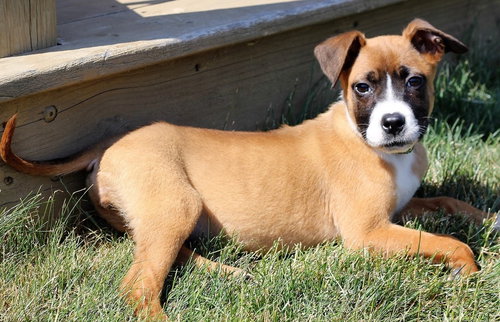Ir Litter Miley - ADOPTED 07.26.17