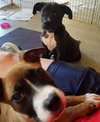 Ir Litter Miley - ADOPTED 07.26.17