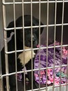 Ir Litter Moses - ADOPTED 08.04.17