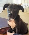 Ir Litter Moses - ADOPTED 08.04.17