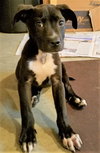 Ir Litter Moses - ADOPTED 08.04.17