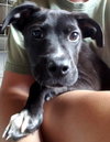 Ir Litter Moses - ADOPTED 08.04.17