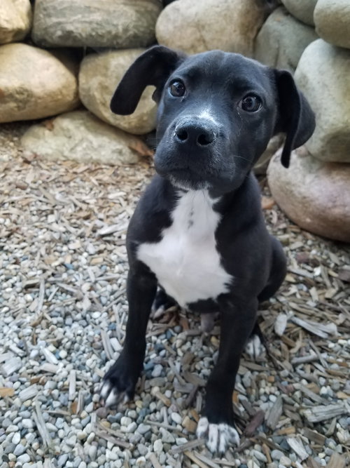 Ir Litter Moses - ADOPTED 08.04.17