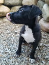 Ir Litter Moses - ADOPTED 08.04.17