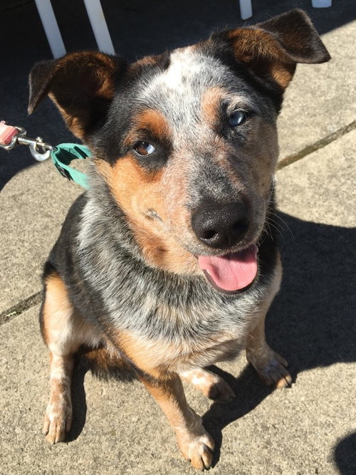 Mister - ADOPTED 09.02.17