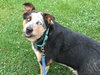 Mister - ADOPTED 09.02.17