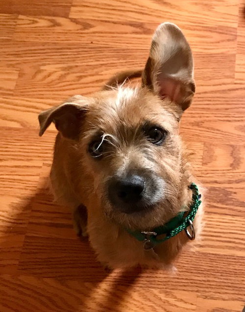 Kirby - ADOPTED 08.09.17