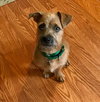 Kirby - ADOPTED 08.09.17