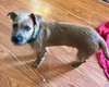 Kirby - ADOPTED 08.09.17