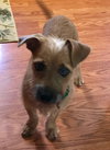 Kirby - ADOPTED 08.09.17