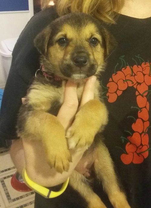 Kr Litter Trill - ADOPTED 08.07.17