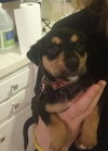 Kr Litter Ezri - ADOPTED 09.09.17