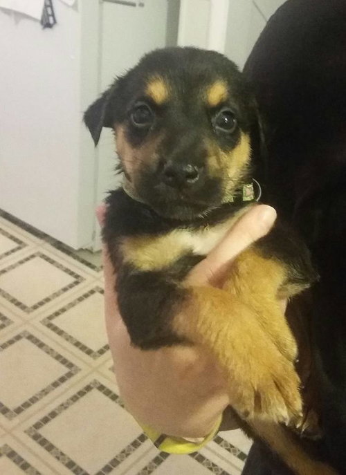 Kr Litter Audrid - ADOPTED 08.05.17