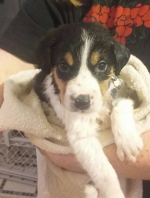 Kr Litter Tobin - ADOPTED 08.06.17