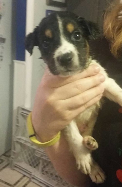 Kr Litter Torias - ADOPTED 08.05.17
