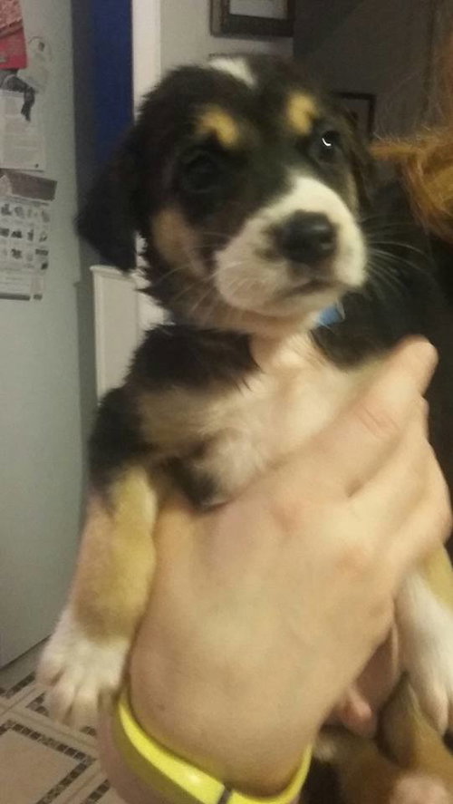 Kr Litter Joran - ADOPTED 08.05.17