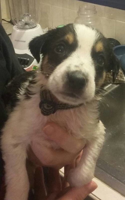Kr Litter Curzon - ADOPTED 08.07.17