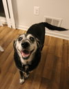 Zora - ADOPTED 06.09.18