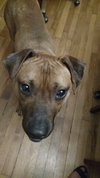 Mertz ♥ - ADOPTED 11.14.17