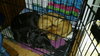 Mertz ♥ - ADOPTED 11.14.17