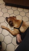 Mertz ♥ - ADOPTED 11.14.17