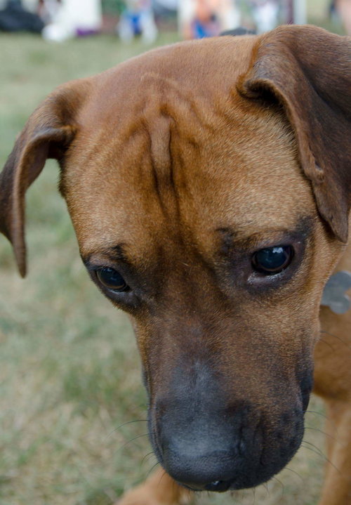 Mertz ♥ - ADOPTED 11.14.17