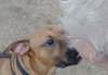 Mertz ♥ - ADOPTED 11.14.17