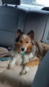Isabella ♥  - ADOPTED 10.29.17