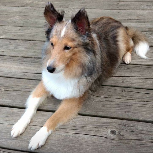 Isabella ♥  - ADOPTED 10.29.17
