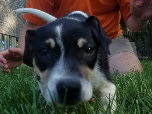 Mr Litter Tyche - ADOPTED 11.12.17