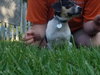 Mr Litter Tyche - ADOPTED 11.12.17