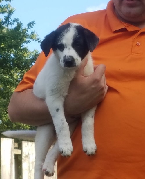 Mr Litter Hecate - ADOPTED 09.16.17