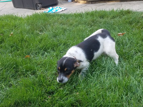 Mr Litter Iris - ADOPTED 09.04.17