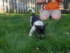 Mr Litter Iris - ADOPTED 09.04.17