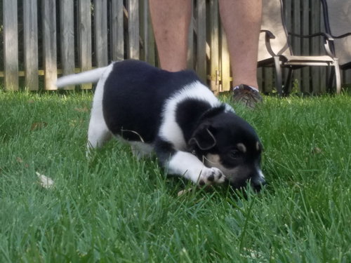 Mr Litter Hera - ADOPTED 10.06.17