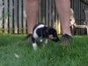 Mr Litter Hera - ADOPTED 10.06.17