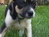 Mr Litter Hera - ADOPTED 10.06.17