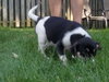 Mr Litter Hera - ADOPTED 10.06.17