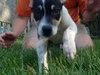 Mr Litter Janus - ADOPTED 11.19.17