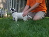Mr Litter Hypnos - ADOPTED 10.15.17