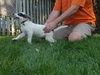 Mr Litter Hypnos - ADOPTED 10.15.17